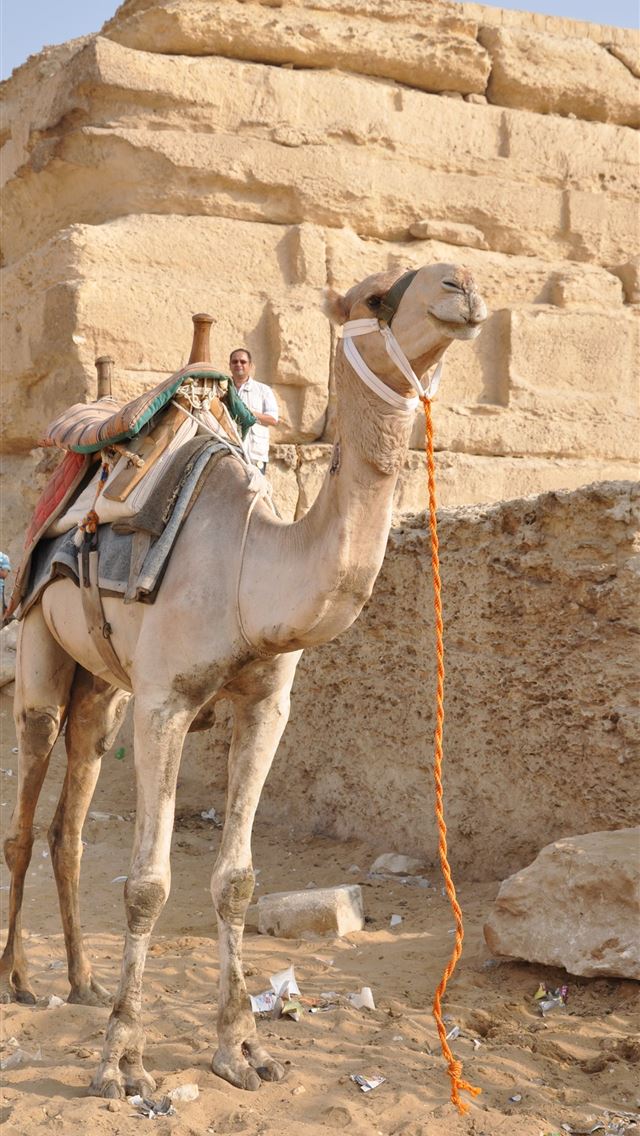 1284x2778 camels - camels iPhone Wallpaper
