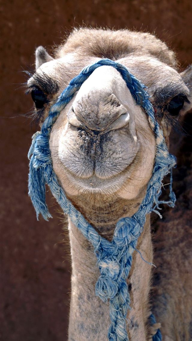 1284x2778 camels - camels iPhone Wallpaper