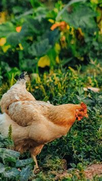 rhode island wallpaper