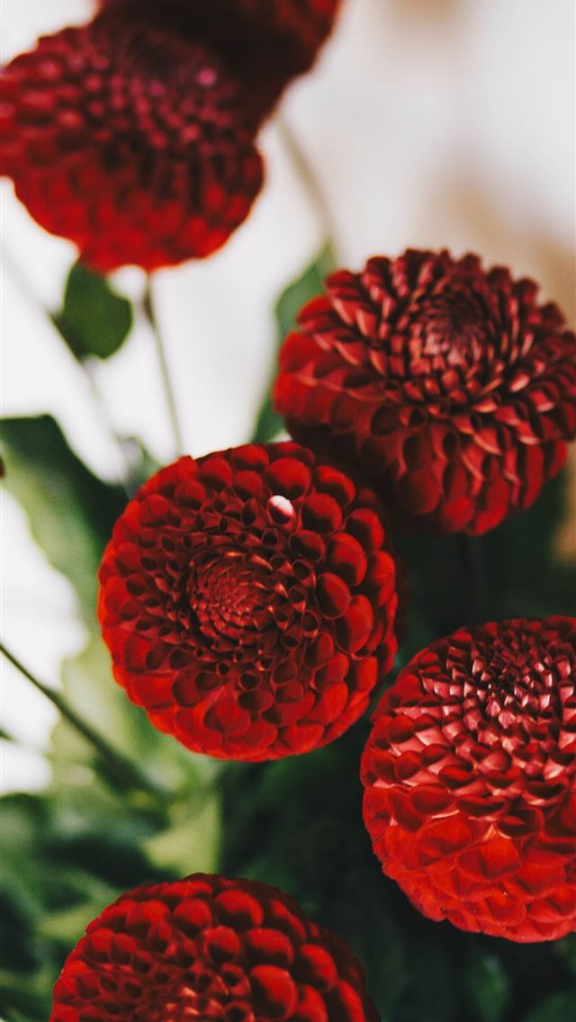 1284x2778 ahisma hand - ahisma hand iPhone Wallpaper