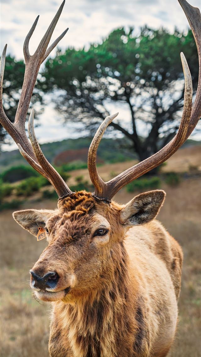 1284x2778 katmai national park and preserve - katmai national park and preserve iPhone Wallpaper