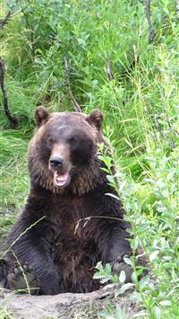 katmai national park and preserve wallpaper