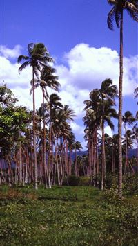 vanuatu wallpaper