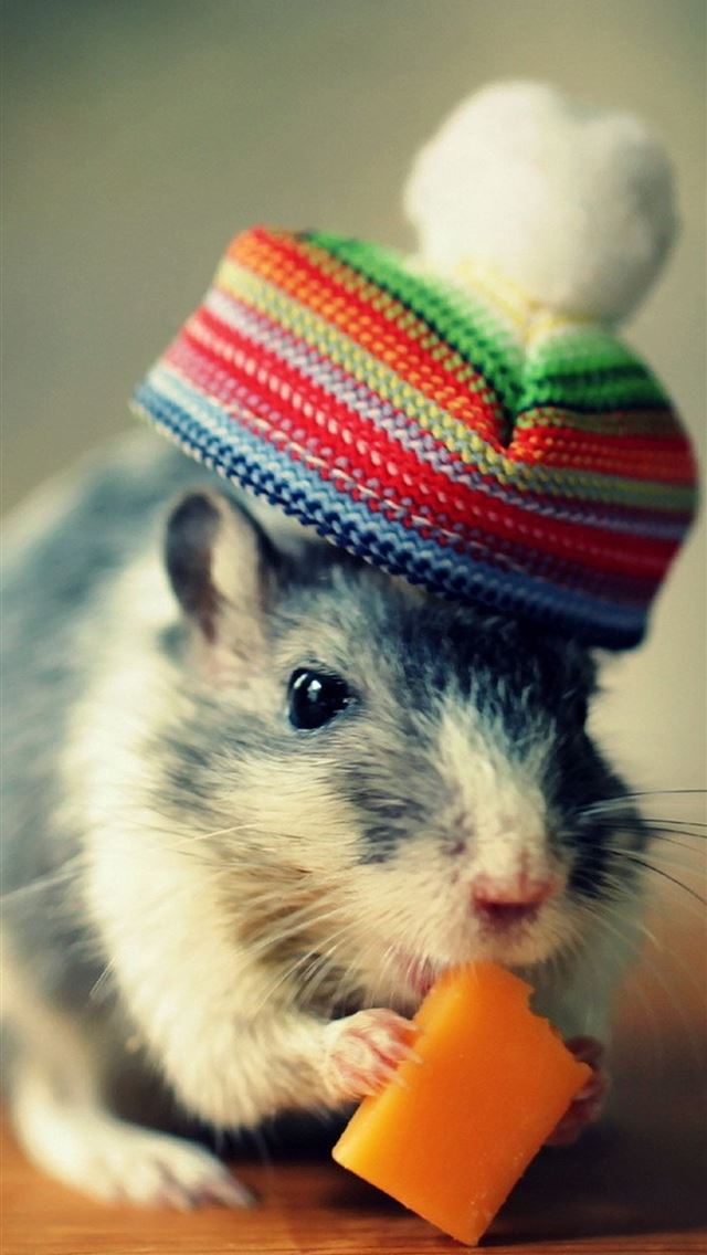 1284x2778 hamster - hamster iPhone Wallpaper