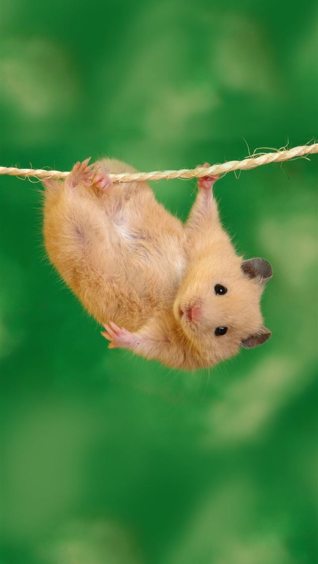 1125x2436 hamster - hamster iPhone Wallpaper