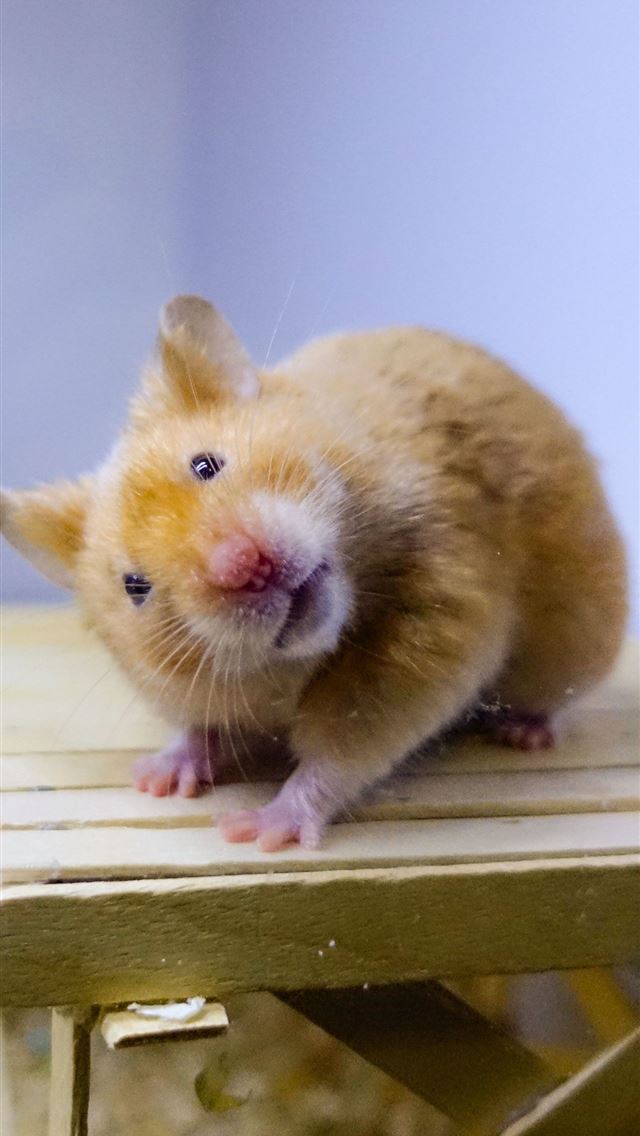 1284x2778 hamster - hamster iPhone Wallpaper
