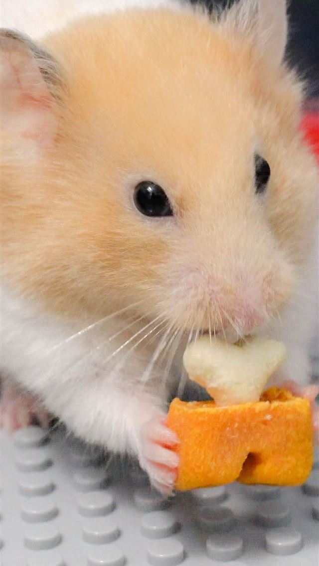 1284x2778 hamster - hamster iPhone Wallpaper