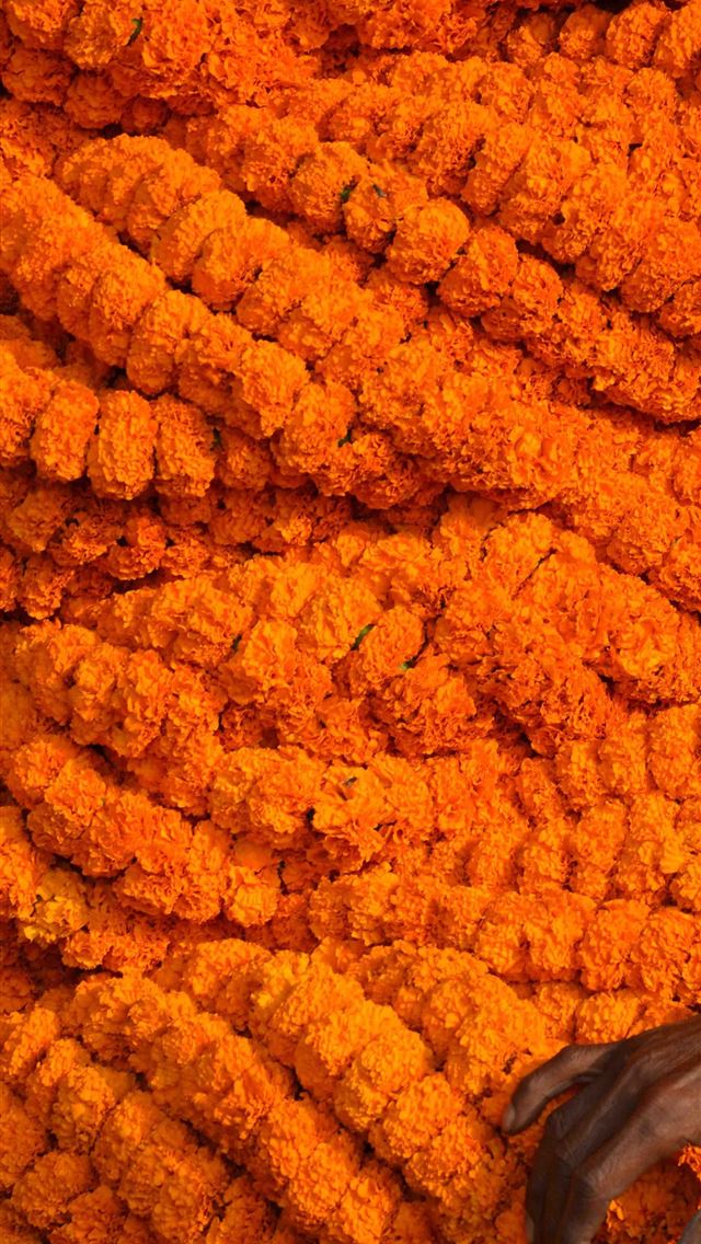 1284x2778 calcutta - calcutta iPhone Wallpaper