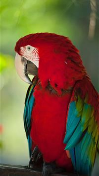 san jose costa rica wallpaper