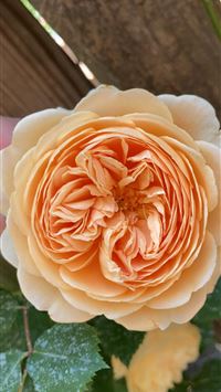 xerneas hd wallpaper