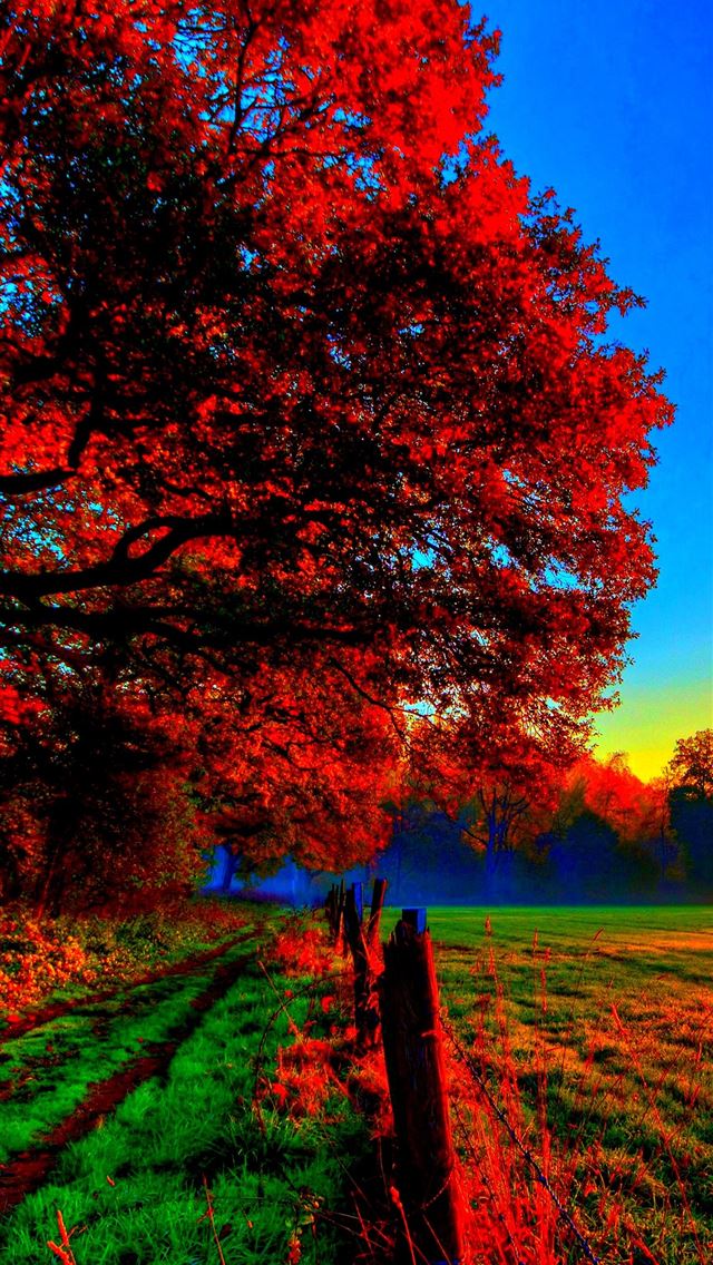 1284x2778 arkansas - arkansas iPhone Wallpaper