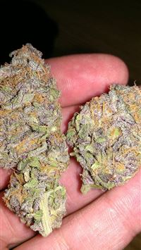 jamaica flag wallpaper