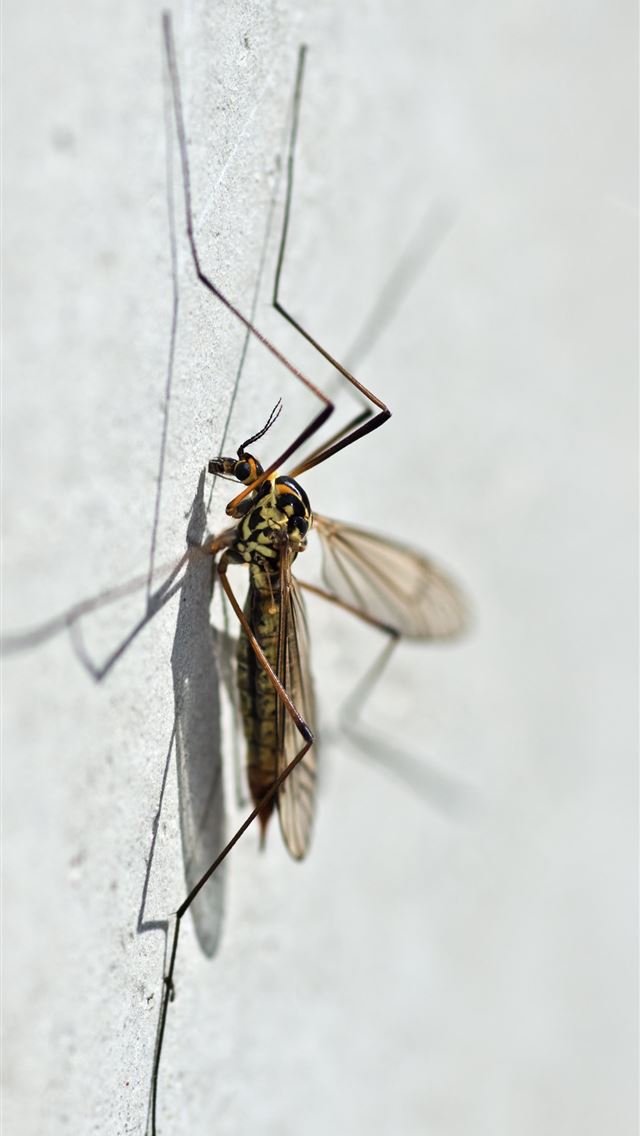 1284x2778 mosquito - mosquito iPhone Wallpaper