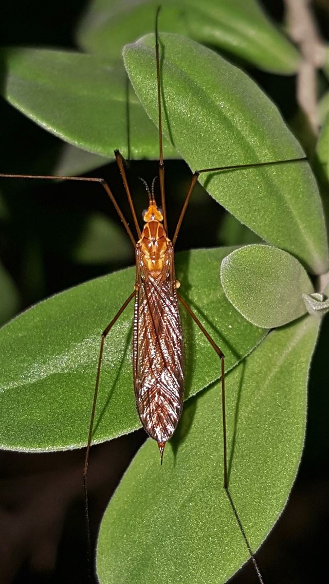 1284x2778 mosquito - mosquito iPhone Wallpaper