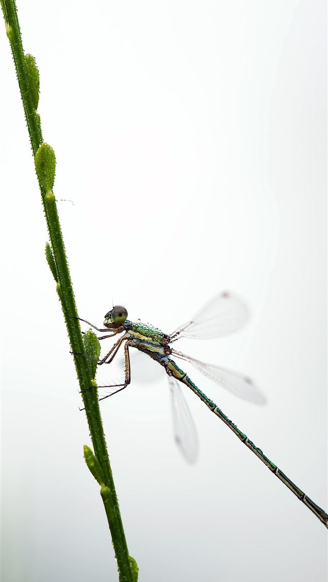 1284x2778 mosquito - mosquito iPhone Wallpaper