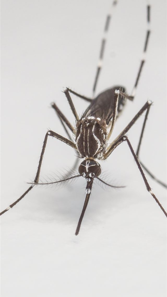 1125x2436 mosquito - mosquito iPhone Wallpaper