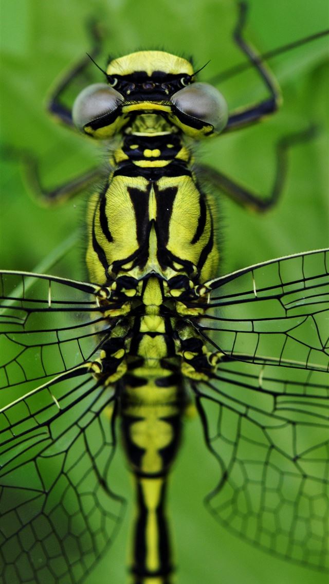 1284x2778 mosquito - mosquito iPhone Wallpaper