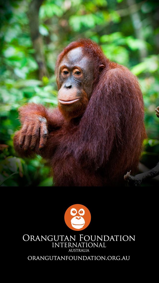 1284x2778 orangutan - orangutan iPhone Wallpaper