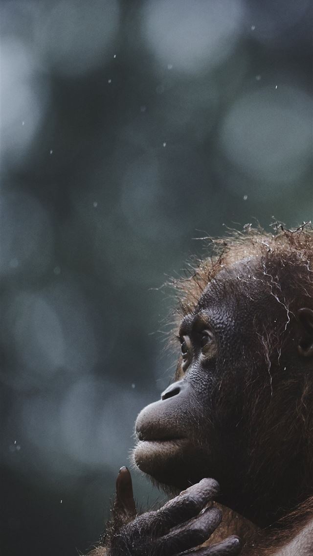 1284x2778 orangutan - orangutan iPhone Wallpaper