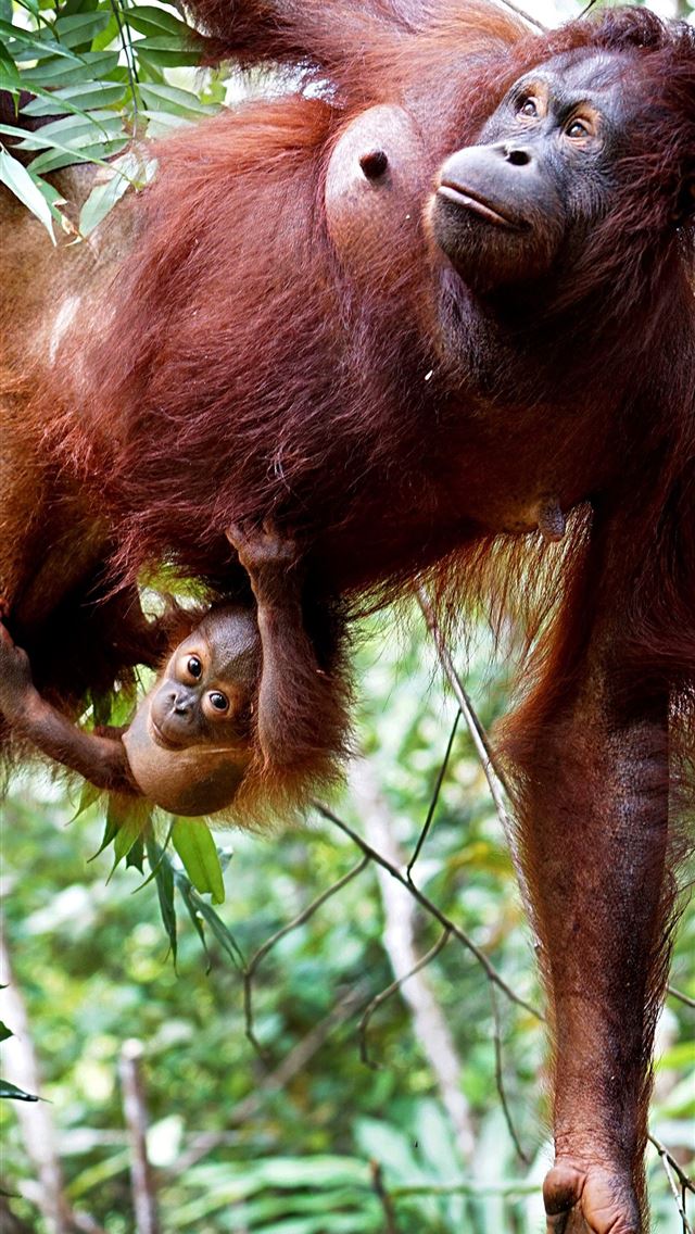 1284x2778 orangutan - orangutan iPhone Wallpaper