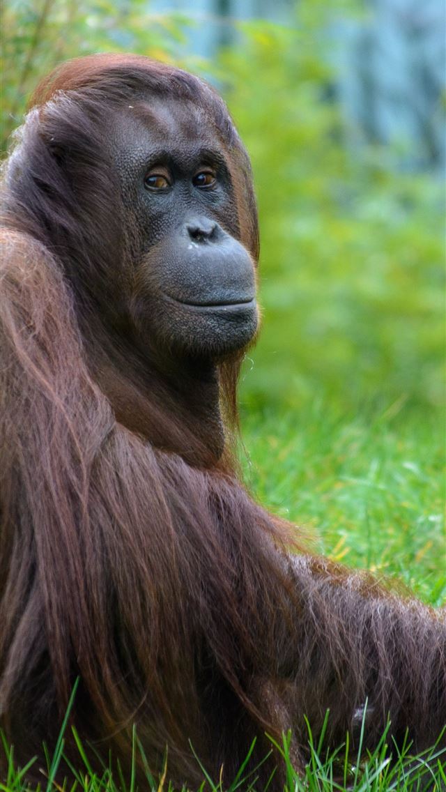 1284x2778 orangutan - orangutan iPhone Wallpaper