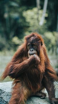 orangutan wallpaper