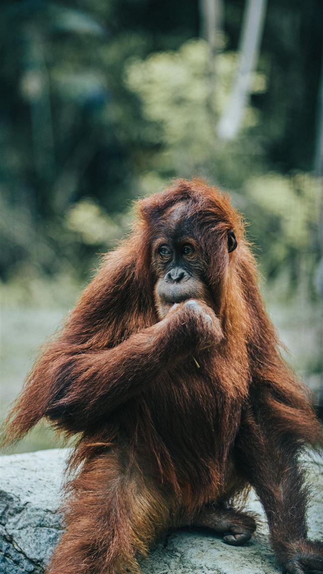1284x2778 orangutan - orangutan iPhone Wallpaper