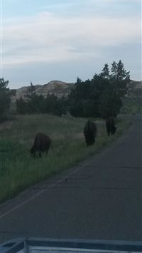 theodore roosevelt national park wallpaper