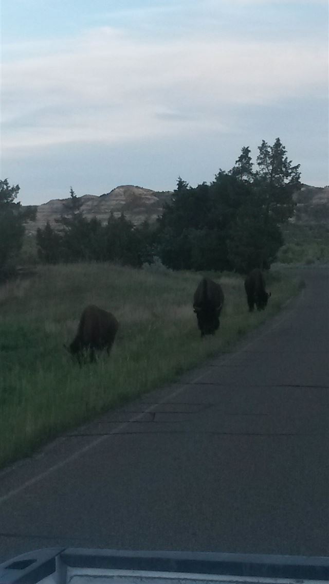 1284x2778 theodore roosevelt national park - theodore roosevelt national park iPhone Wallpaper
