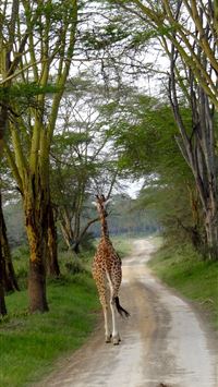 lake nakuru wallpaper