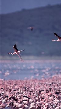 lake nakuru wallpaper