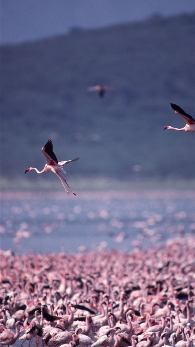 1284x2778 lake nakuru - lake nakuru iPhone Wallpaper