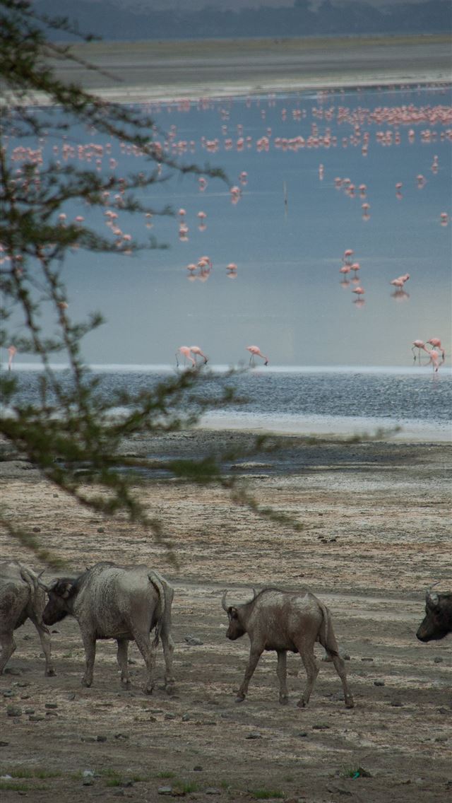 1284x2778 lake nakuru - lake nakuru iPhone Wallpaper