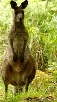 kangaroo wallpaper