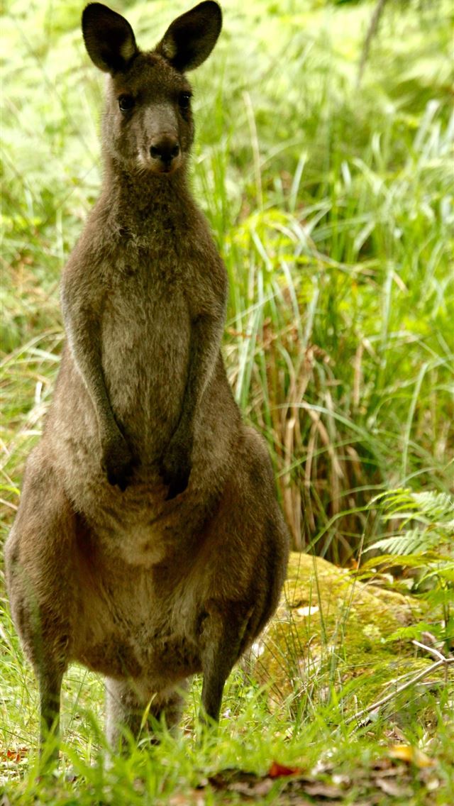 1284x2778 kangaroo - kangaroo iPhone Wallpaper