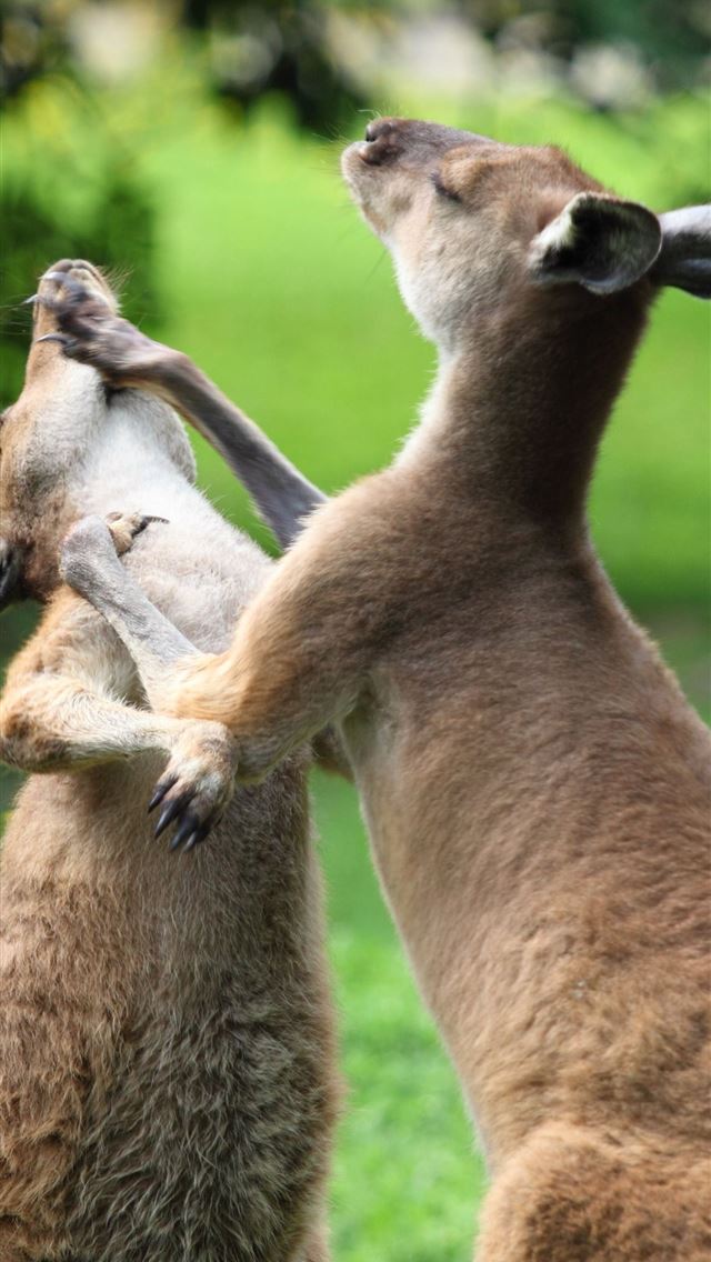 1284x2778 kangaroo - kangaroo iPhone Wallpaper