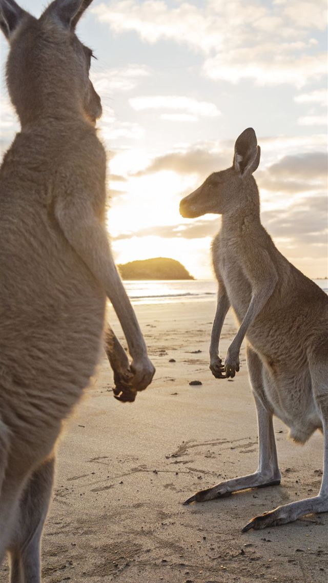 1284x2778 kangaroo - kangaroo iPhone Wallpaper