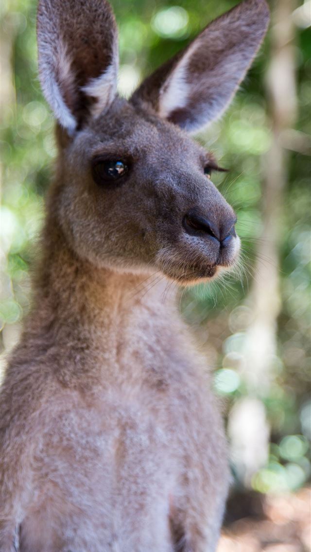 1284x2778 kangaroo - kangaroo iPhone Wallpaper