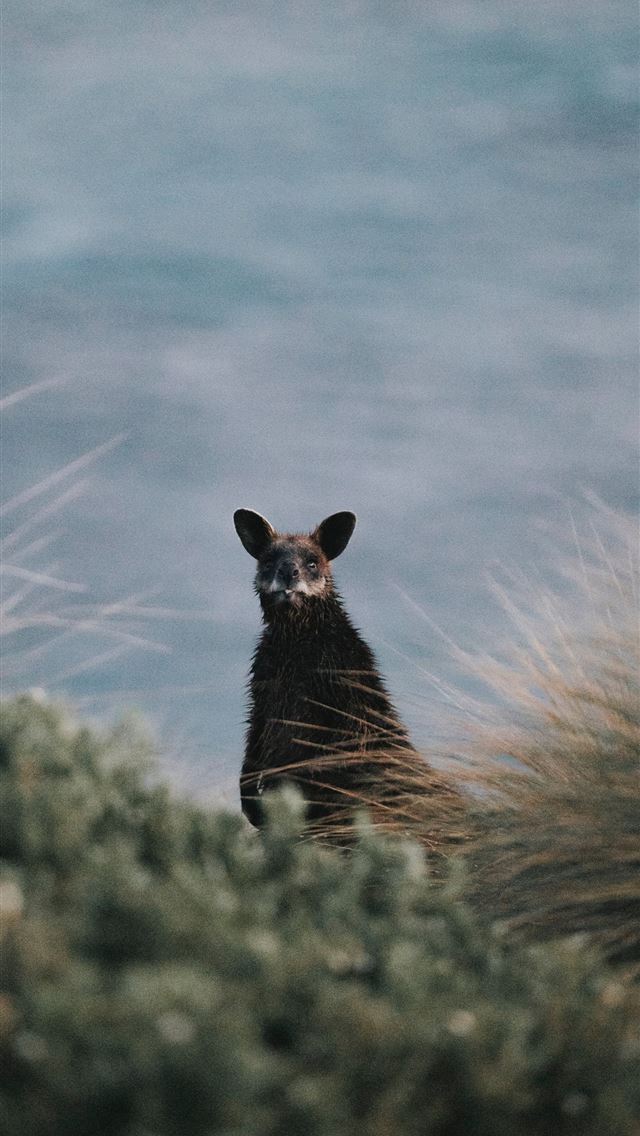 1284x2778 kangaroo - kangaroo iPhone Wallpaper