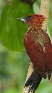 pied northern cardinal wallpaper