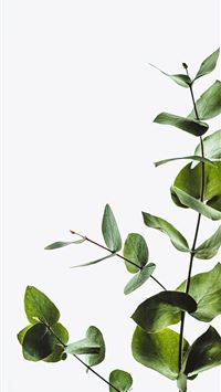 torterra hd wallpaper