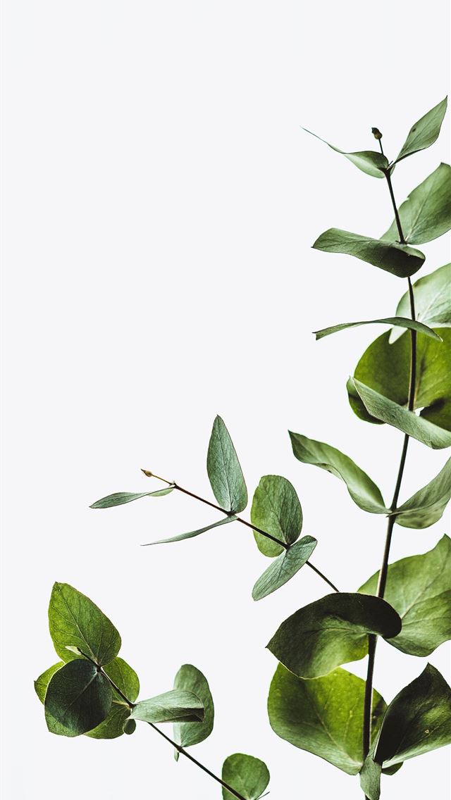 1284x2778 torterra hd - torterra hd iPhone Wallpaper