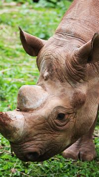 black rhinoceros wallpaper