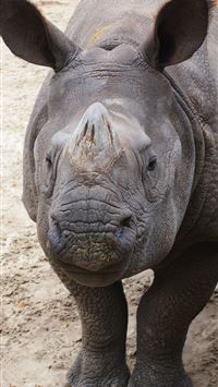 black rhinoceros wallpaper