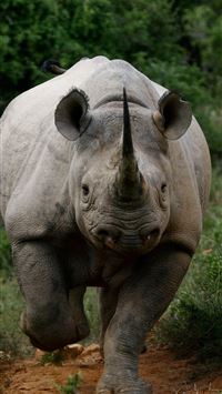 black rhinoceros wallpaper