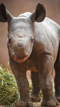 black rhinoceros wallpaper