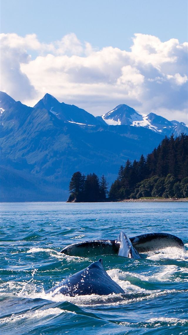 1284x2778 wrangellst elias national park and preserve - wrangellst elias national park and preserve iPhone Wallpaper