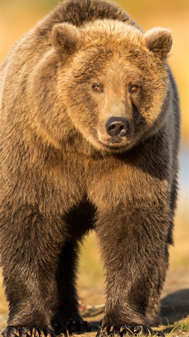 1284x2778 wrangellst elias national park and preserve - wrangellst elias national park and preserve iPhone Wallpaper