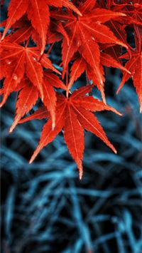 aaron ramsey wallpaper