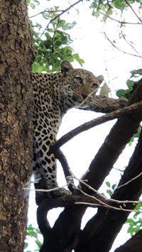 lower zambezi national park wallpaper